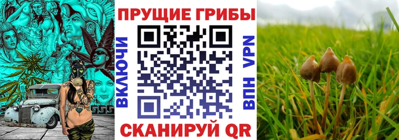 MEGA ссылка  Бологое  Галлюциногенные грибы Cubensis 